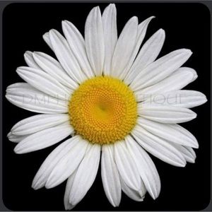 🍾✨TBD 🌹LIKE TO BE NOTIFIED 🌟✨🍾🎉💕